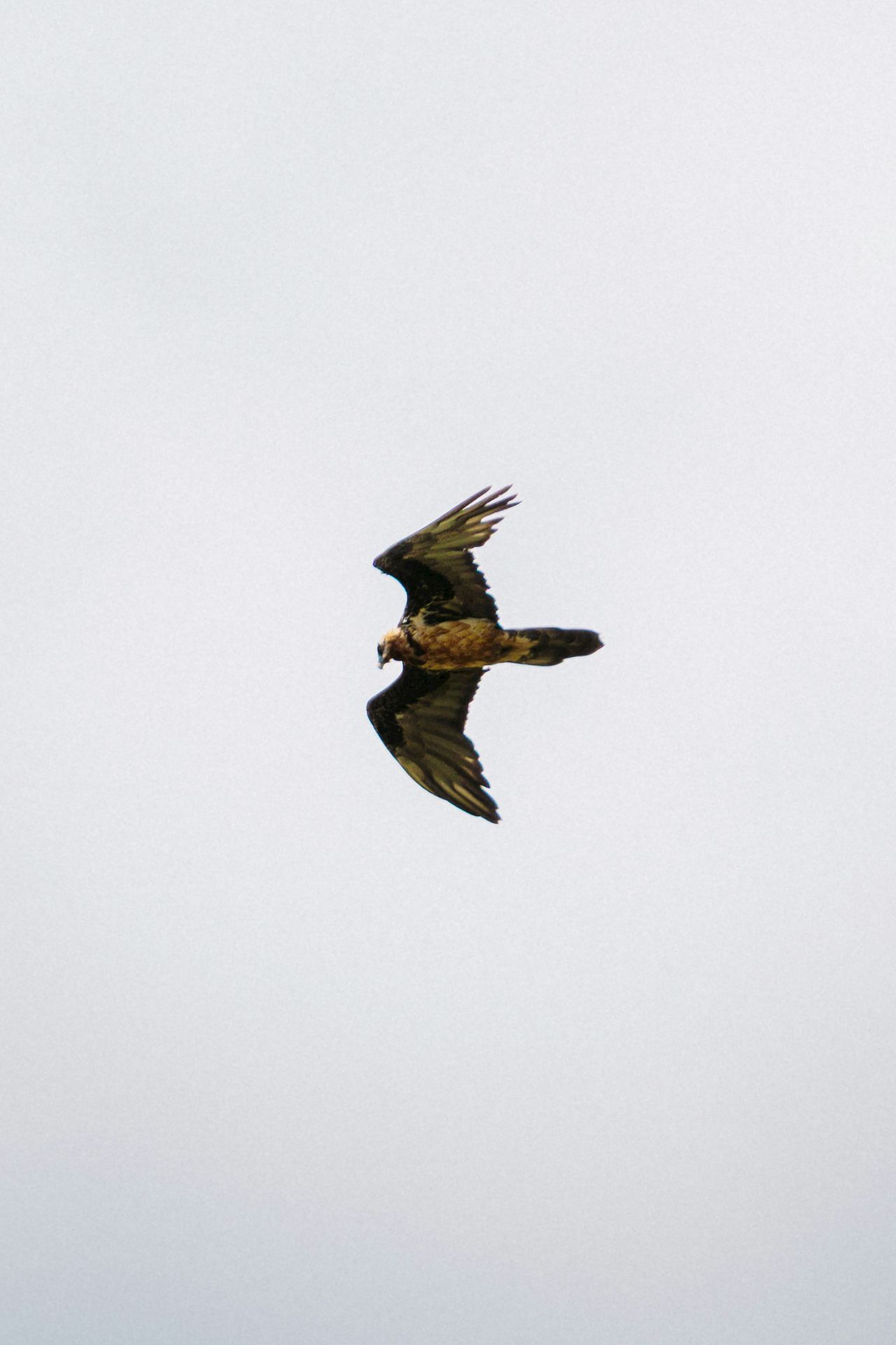 A large bird flying through a cloudy sky